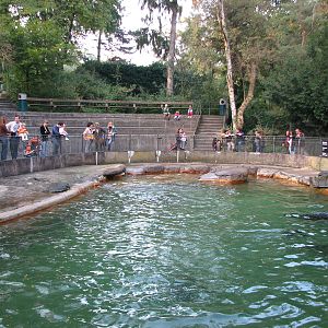 Basel Zoo 2006 - Sea Lion pool