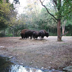 Basel Zoo 2006 - American Bison enclosure