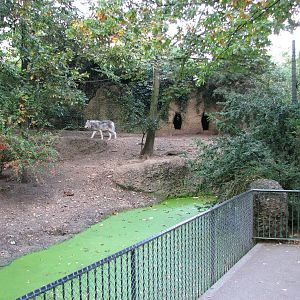 Basel Zoo 2006 - Wolf exhibit