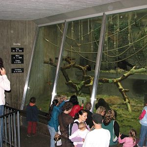 Basel Zoo 2006 - In front of the Gorilla exhibit inside the Ape House