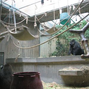 Basel Zoo 2006 - Gorilla exhibit inside the Ape House