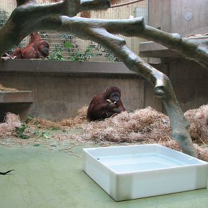 Basel Zoo 2006 - Orangutan exhibit inside the Ape House