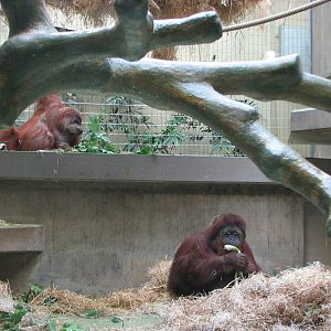 Basel Zoo 2006 - Orangutan exhibit inside the Ape House