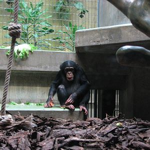 Basel Zoo 2006 - Chimpanzee inside the Ape House