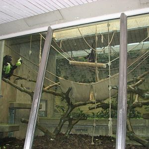 Basel Zoo 2006 - Chimpanzee exhibit inside the Ape House