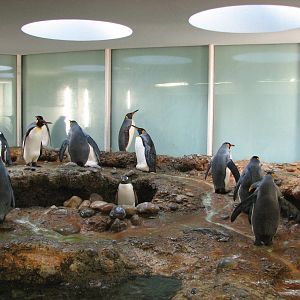 Basel Zoo 2006 - Gentoo and King Penguins in the Vivarium