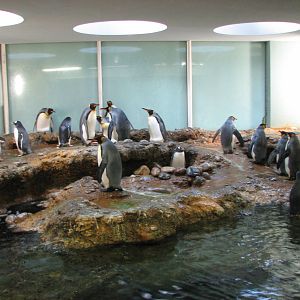 Basel Zoo 2006 - Gentoo and King Penguins in the Vivarium