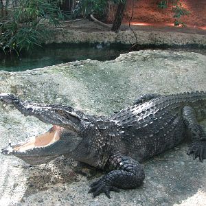 Zürich Zoo 2006 - Nile Crocodile