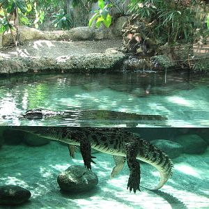 Zürich Zoo 2006 - Nile Crocodile exhibit