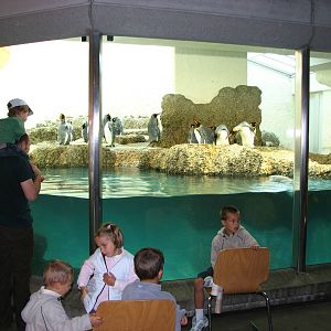 Zürich Zoo 2006 - King Penguin exhibit
