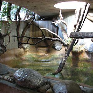 Zürich Zoo 2006 - Pigmy Hippopotamus exhibit in the Rhinoceros House