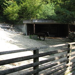 Zürich Zoo 2006 - Guanaco exhibit