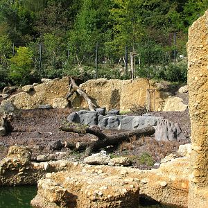 Zürich Zoo 2006 - Asiatic Lion exhibit