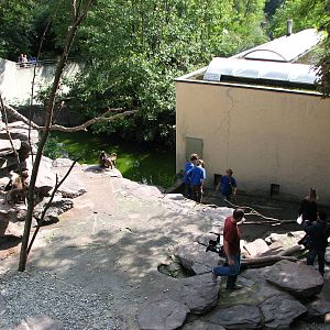 Zürich Zoo 2006 - Gelada Baboon exhibit and human guests