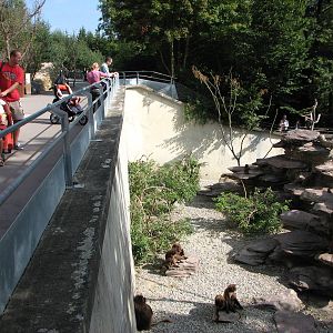 Zürich Zoo 2006 - Gelada Baboon exhibit
