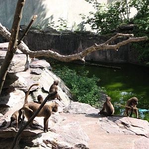 Zürich Zoo 2006 - Gelada Baboons