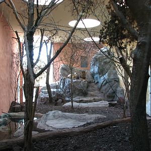 Zürich Zoo 2006 - Asiatic Lion indoor exhibit