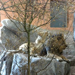 Zürich Zoo 2006 - Asiatic Lions