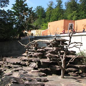 Zürich Zoo 2006 - Gelada Baboon exhibit