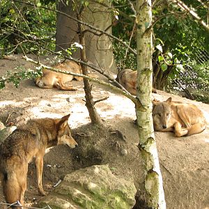 Zürich Zoo 2006 - Mongolian Wolves