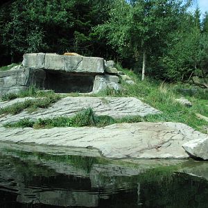 Zürich Zoo 2006 - Siberian Tiger exhibit