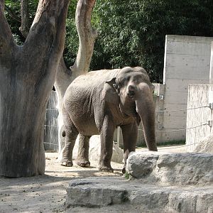 Zürich Zoo 2006 - Asiatic Elephant