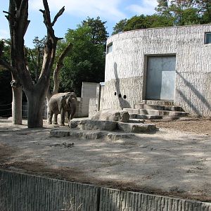 Zürich Zoo 2006 - Asiatic Elephant exhibit