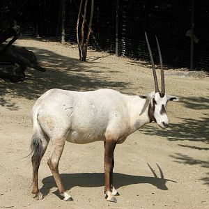 Zürich Zoo 2006 - Arabian Oryx