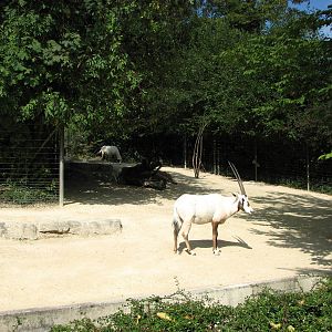 Zürich Zoo 2006 - Arabian Oryx exhibit