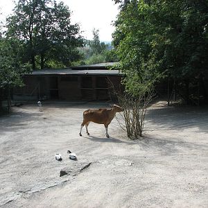 Zürich Zoo 2006 - Banteng exhibit