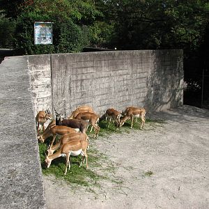 Zürich Zoo 2006 - Blackbuck group