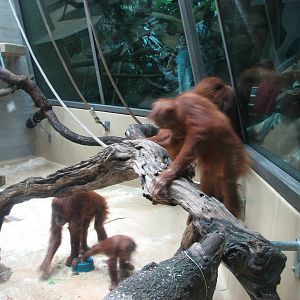Zürich Zoo 2006 - Orangutans inside the Ape House