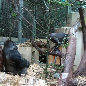 Zürich Zoo 2006 - Gorillas inside the Ape House