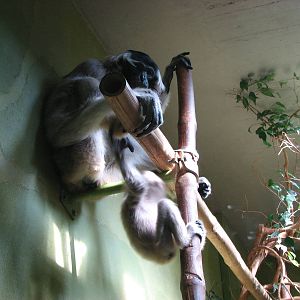 Zürich Zoo 2006 - Pileated Gibbon and young in the Ape House