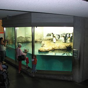 Zürich Zoo 2006 - King Penguin exhibit inside the Exotarium