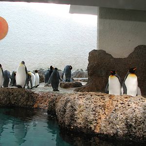 Zürich Zoo 2006 - Inside the King Penguin exhibit