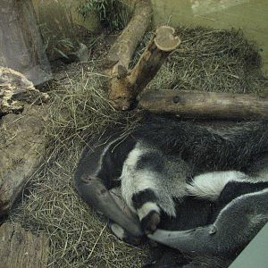 Zürich Zoo 2006 - Giant Anteater in the Exotarium