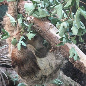 Zürich Zoo 2006 - Sloth in the Exotarium