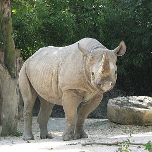 Zürich Zoo 2006 - Black Rhinoceros in the outside exhibit