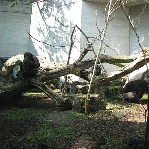 Zürich Zoo 2006 - Gorillas in the tiny outside exhibit at the Ape House