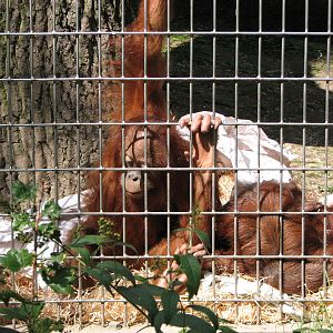 Zürich Zoo 2006 - Young Orangutans in the outdoor exhibit at the Ape House