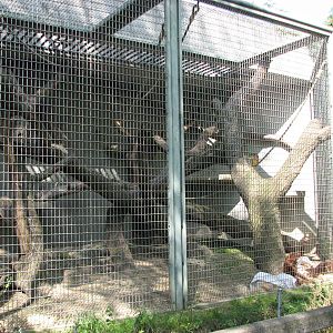Zürich Zoo 2006 - Outdoor Orangutan enclosure at the Ape House