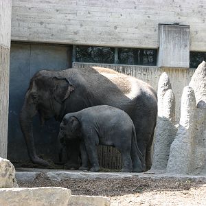 Zürich Zoo 2006 - Asiatic Elephant and calf