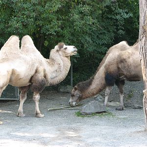 Zürich Zoo 2006 - Bactrian Camels