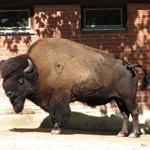 Zürich Zoo 2006 - American Bison