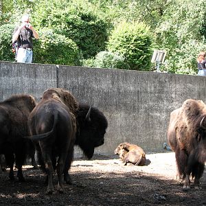 Zürich Zoo 2006 - American Bison exhibit