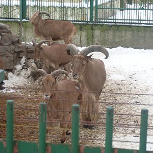 Barbary sheep