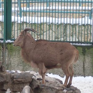 Female barbary sheep