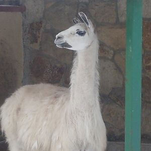 Female llama