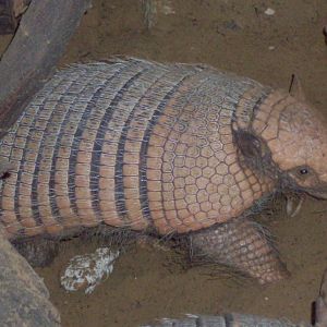 Six-banded armadillo